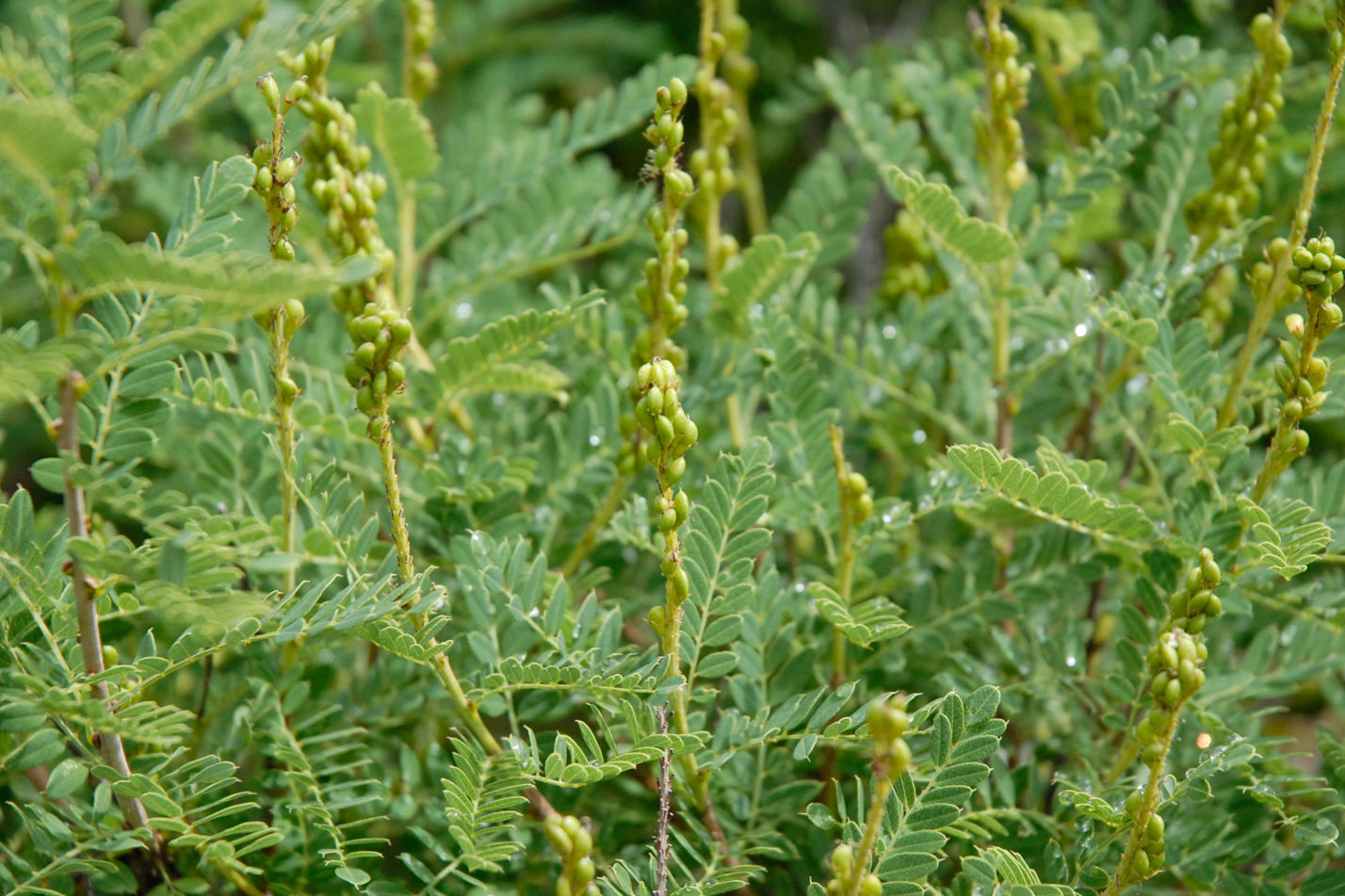 Dwarf False Indigo